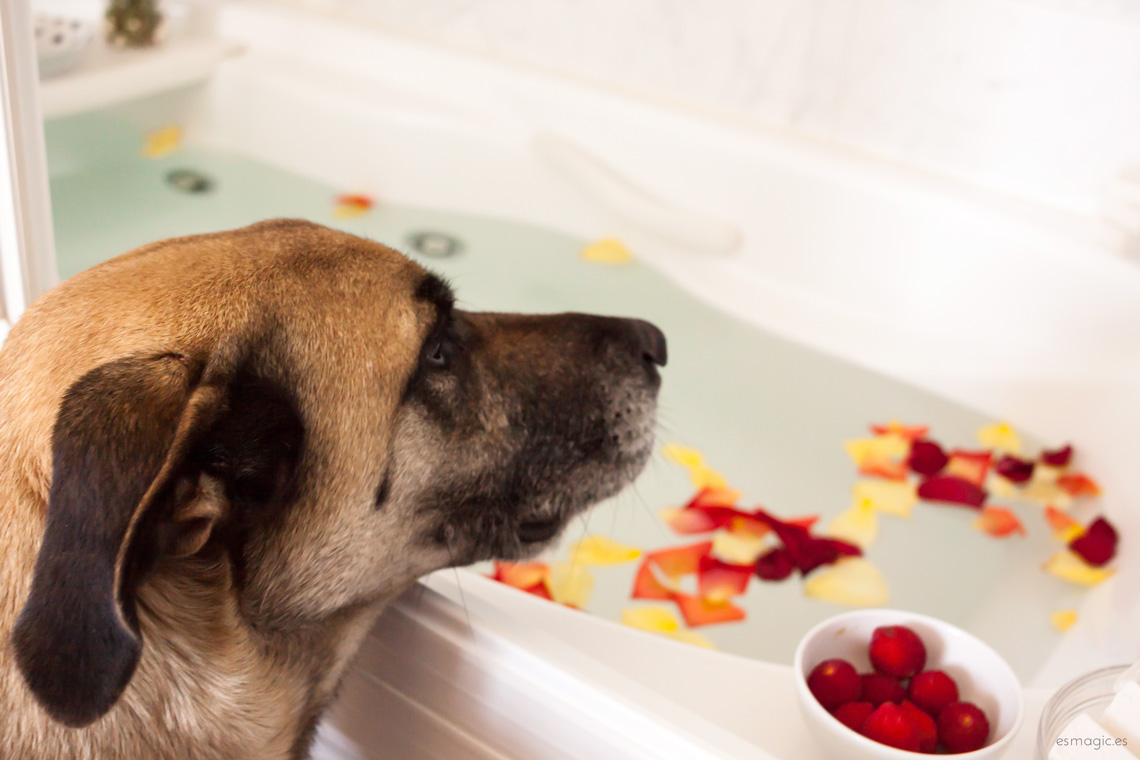 Perro asomado en una bañera decorada con pétalos en el agua 